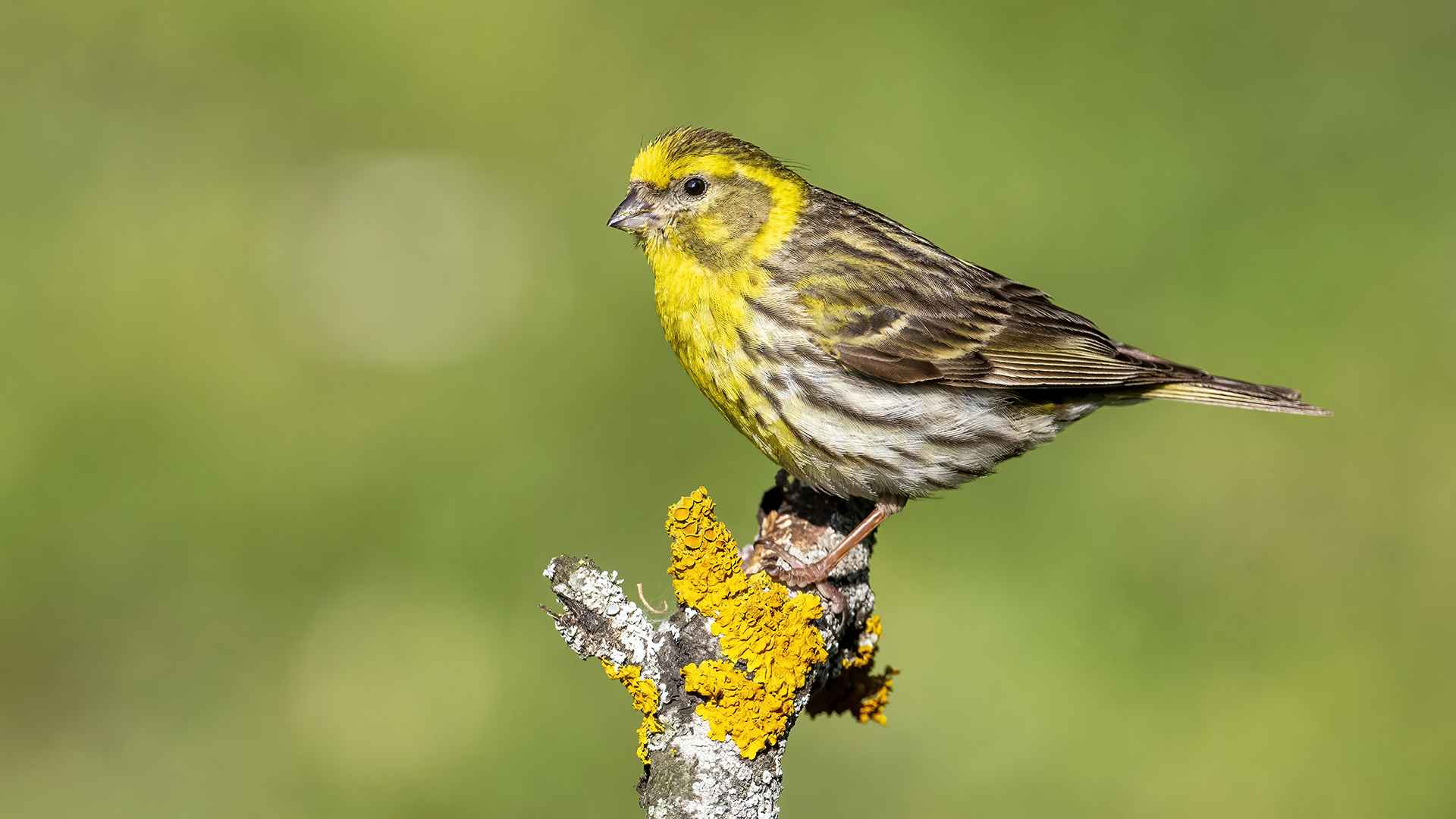 European Serin